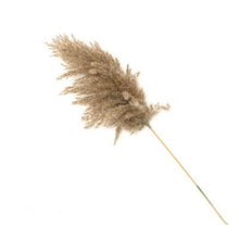 Load image into Gallery viewer, Real dried pampas grass gift for home décor lovers