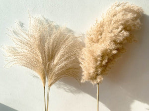 Boho style real pampas grass for living room décor