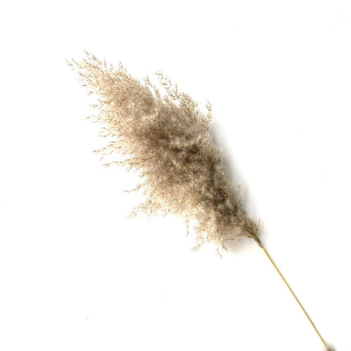  Neutral tone pampas grass dried stems for vases
