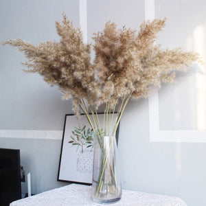 pampas grass-pampas flowers-pampas vase-pampas real grass-pampas decor-pampas dunelm